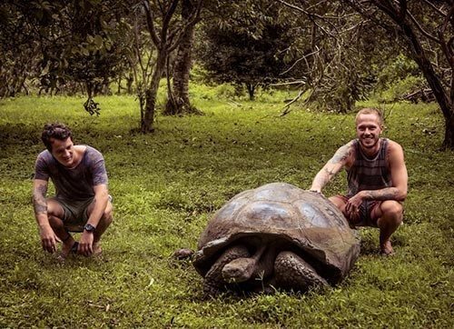 galapagos turtles