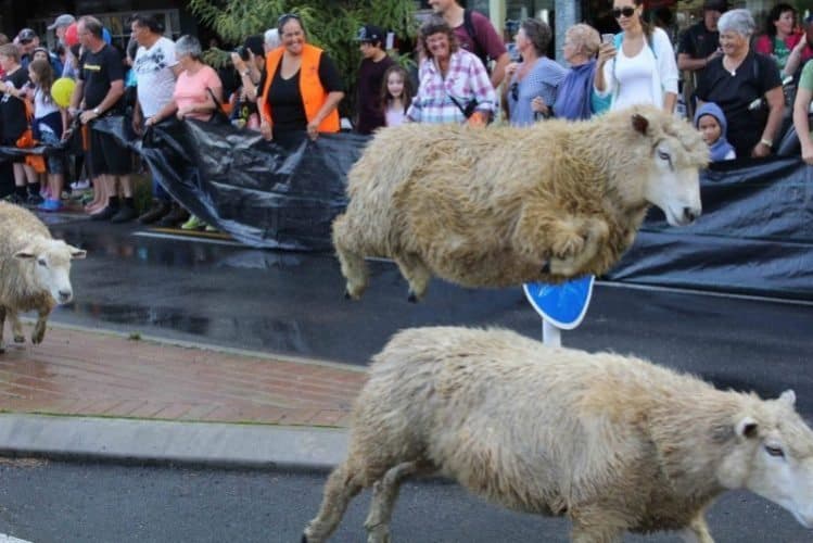 A sheep jumps high during the stampede in the town.