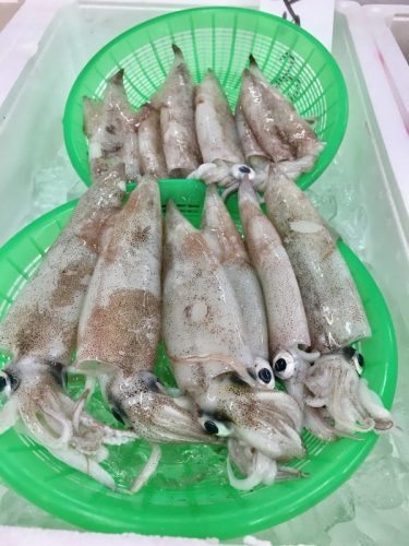 Squid for sale in a rural fish market on the Sea of Japan.