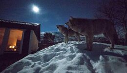 dances-with-wolves