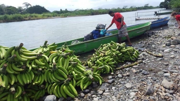 Getting ready to cross the river by dugout canoe. (photo credit Carol Antman). Keepers of the rainforest.