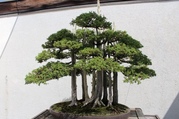 The World's most famous bonsai 