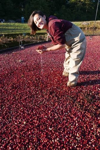 Plenty of berries in time for Thanksgiving at Ocean Spray in southeastern Massachusetts.