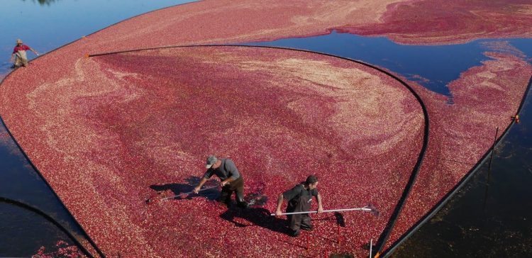 A Cranberry bog in southeastern Massachusetts. Shelley Rotner photos.