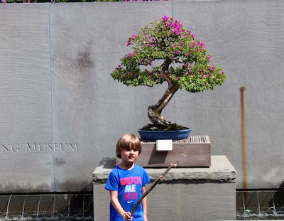 Boy and Bougainvillea in the bonsai area