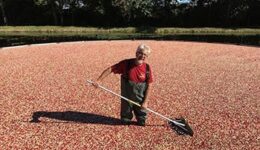 cranberry-bog