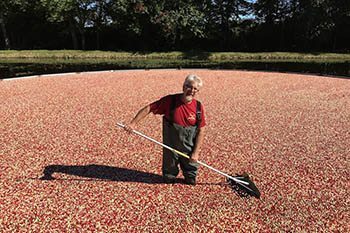 cranberry bog