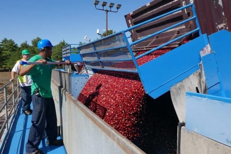 A big load of cranberries ready to go to market.