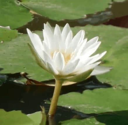 Waterlilies called shapla