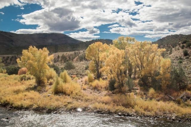 Aspen trees Colorado Zephyr