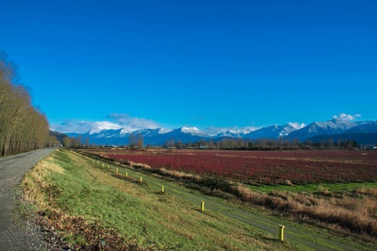 Blueberry fields in Fraser county in the winter.