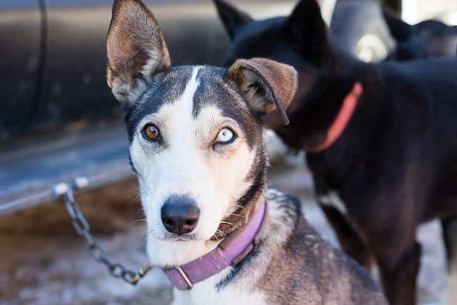 dogsledding