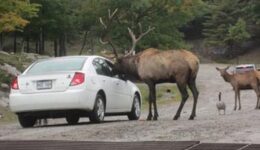 elk-visit