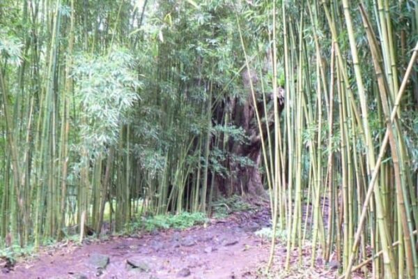 pipiwai trail bamboo