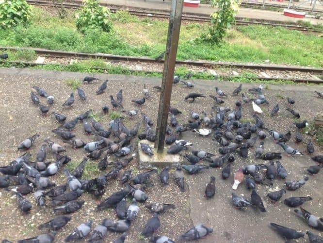 Myanmar is a land full of pigeons. Amy Poulton photos.