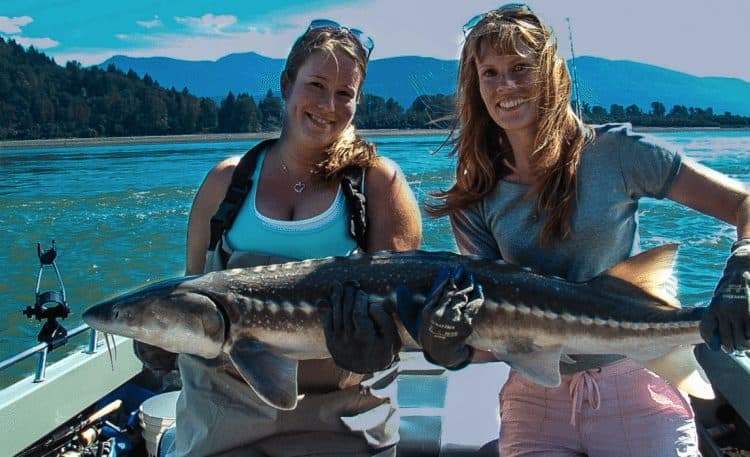 Another massive sturgeon in Chilliwack, BC.