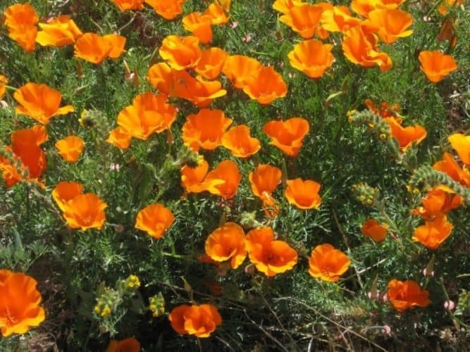 Blooming poppies.
