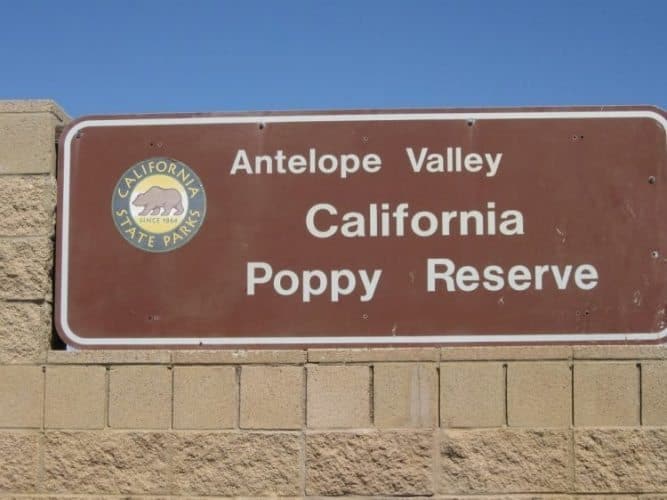 poppy