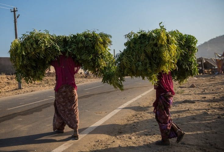 Women with their heads full, carrying food for the camels in Pushkar.