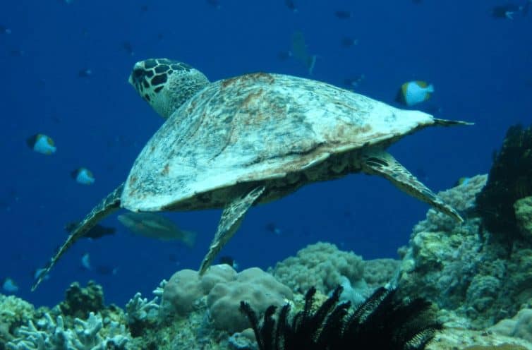 A sea turtle in the South China sea.