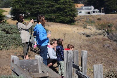 Seal watchers at North Sonoma Coast