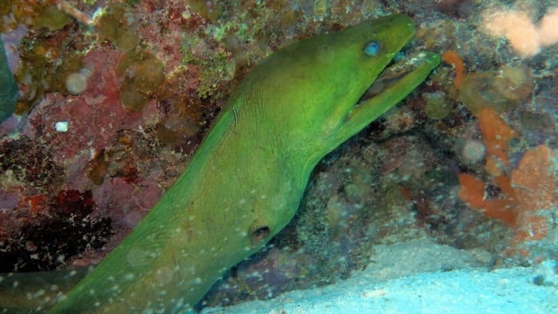 A green moray eel surprises the divers coming out of an underwater hole.