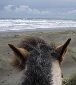 The ears of a horse on a beach in Chiloe, Chile