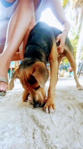 My new friend I met at the Sports Bar on Caye Caulker, Belize
