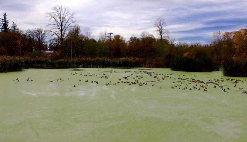 Albany, Oregon's Talking Water Gardens