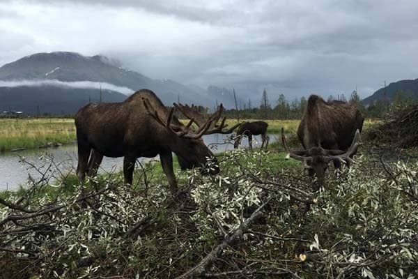 Moose at the Alaska Wildlife Conservation Center