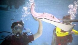 stingray