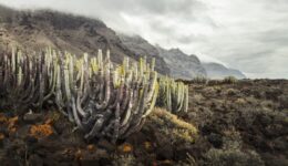 Punta de Teno