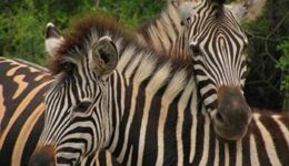 zebras