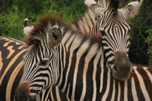 Animal Encounters Around the World zebras