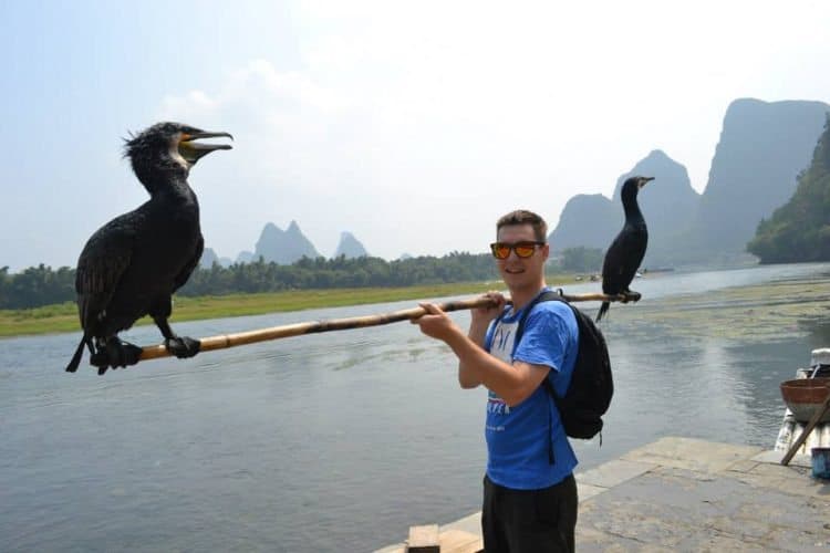 Cormorant fishing in Guilin.