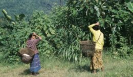 mujeres plantas medicinales