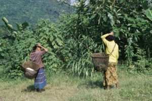 mujeres plantas medicinales