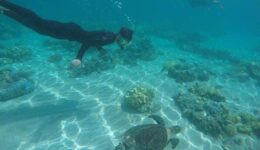 While snorkeling on the Great Barrier Reef, you are welcomed into the home of countless marine creatures.
