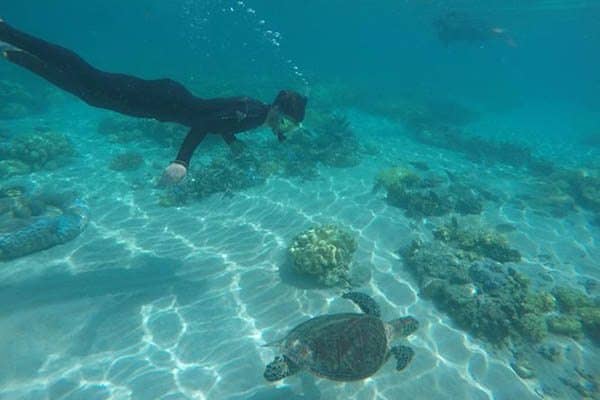 While snorkeling on the Great Barrier Reef, you are welcomed into the home of countless marine creatures.