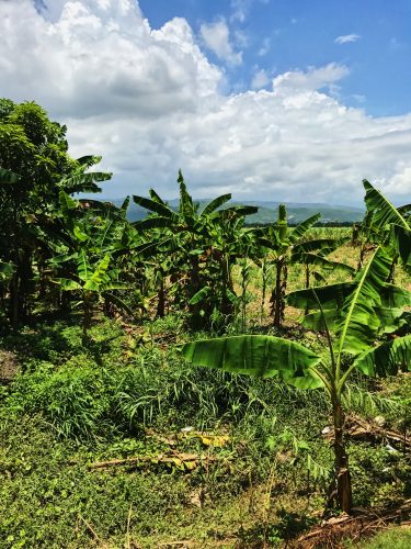 The lush greenery on the sides of the road as we drove to Leogone, Haiti. 