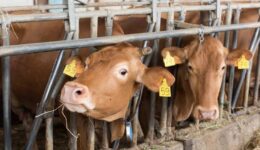 red cows