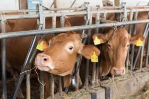 red cows