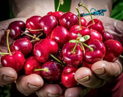 Fresh picked cherries extremadura