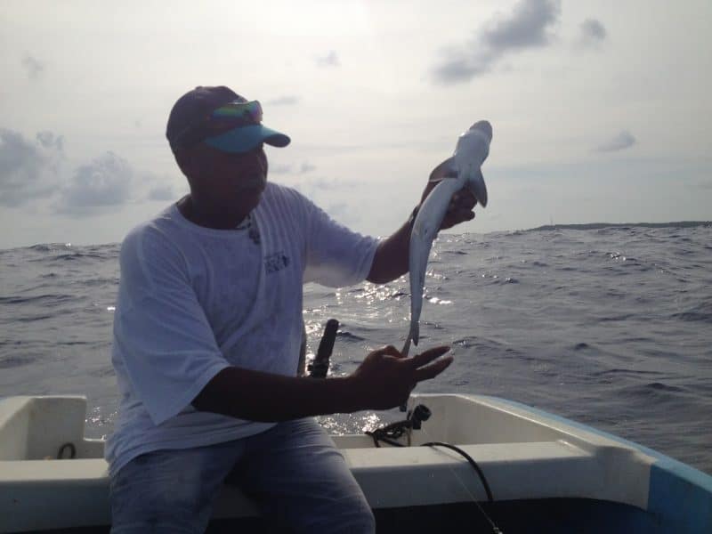 Captain Elvis, one of the fishing guides on Little Corn Island, accidentally catches a small shark during a fishing excursion.