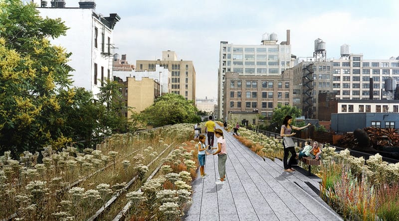 Flowers growing wild at the High Line in Hudson Yards.