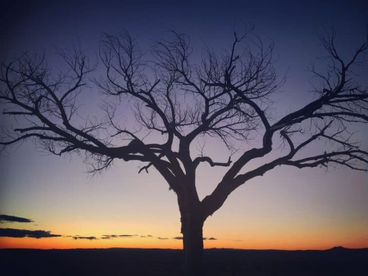 Famous tree on side of highway to Taos