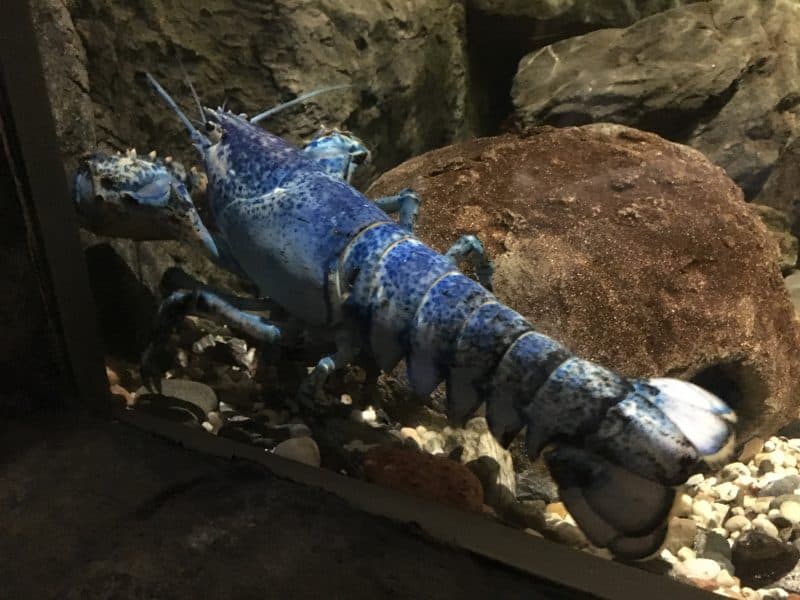 A million to one blue lobster in the aquarium at Exploramer in Sainte-Anne-des-Monts, Quebec.