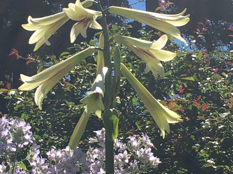 An African lily that blooms every seven years at Reford Gardens in Grand-Metis, Gaspe.