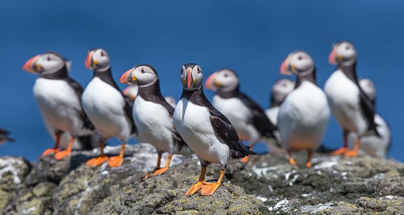 The adorable but elusive Puffins of Rathlin Island in Northern Ireland. Photo courtesy of Tom McDonnell.
