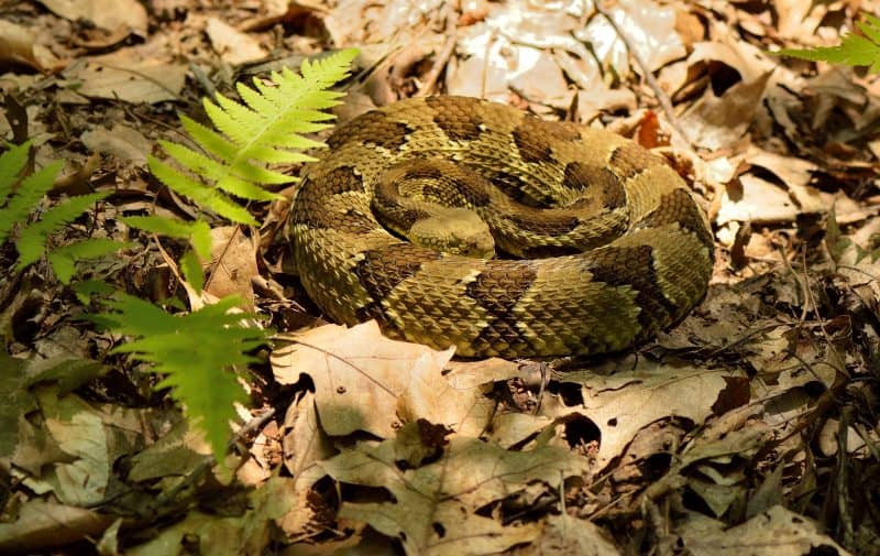 Una serpiente de cascabel en el valle de Hudson en Nueva York.